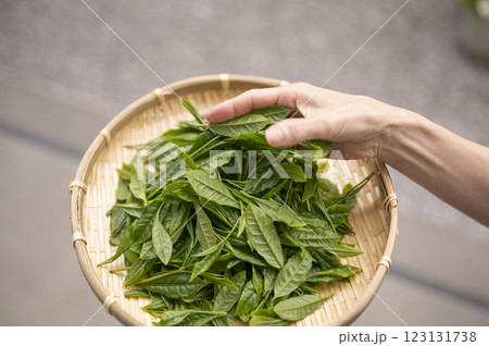 日本茶の代名詞やぶきた茶 日本茶の代名詞やぶきた茶 123131738