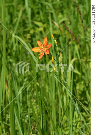 ヒメユリ オレンジ色の花 夏 山野草 ヒメユリ オレンジ色の花 夏 山野草 123131794