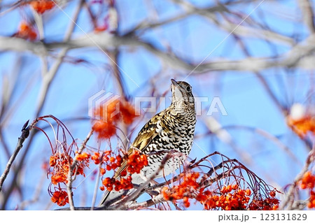 ナナカマドの実を食べるトラツグミ 123131829