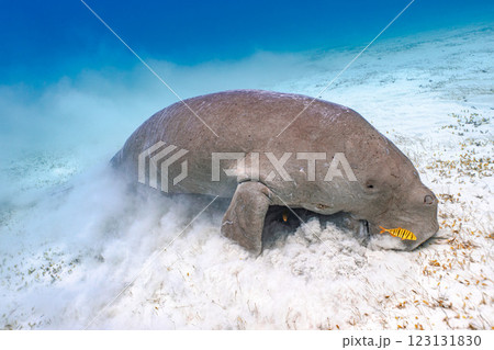 ジュゴン ジュゴン 123131830