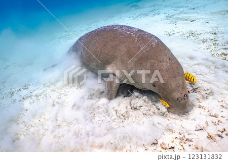 ジュゴン ジュゴン 123131832