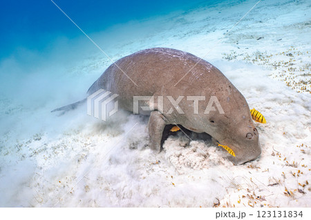 ジュゴン 123131834