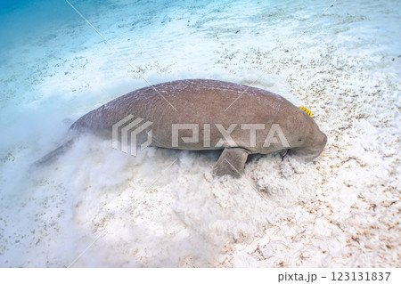 ジュゴン 123131837