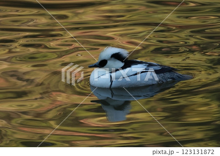 冬鳥として湖沼に渡ってくる白黒のかわいらしいパンダガモ、ミコアイサ 123131872