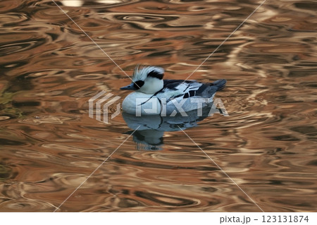 冬鳥として湖沼に渡ってくる白黒のかわいらしいパンダガモ、ミコアイサ 冬鳥として湖沼に渡ってくる白黒のかわいらしいパンダガモ、ミコアイサ 123131874