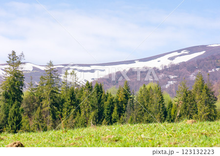 coniferous forest on the green hill. breathtaking view. sunny day. mountain landscape of borzhava ridge in spring. scenic alpine scenery under blue sky 123132223