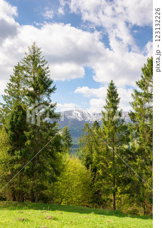 fir forest behind the green field. remote highland. sunny day. carpathian mountain landscape in spring. beautiful view of ukrainian alps beneath a sky with clouds fir forest behind the green field. remote highland. sunny day. carpathian mountain landscape in spring. beautiful view of ukrainian alps beneath a sky with clouds 123132226