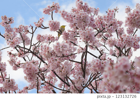 満開の桜の蜜を吸うメジロ 123132726