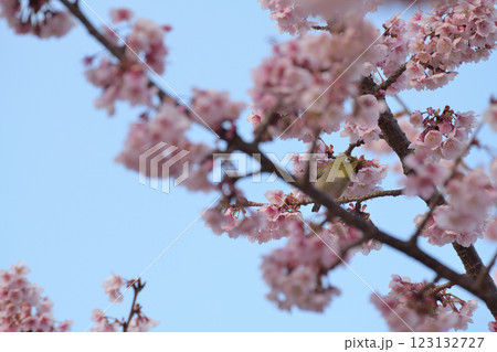 満開の桜の蜜を吸うメジロ 満開の桜の蜜を吸うメジロ 123132727