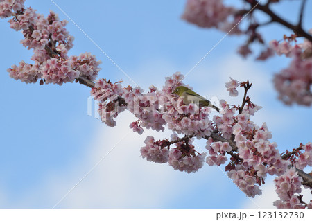 満開の桜の蜜を吸うメジロ 満開の桜の蜜を吸うメジロ 123132730