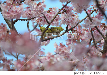 満開の桜の蜜を吸うメジロ 123132737