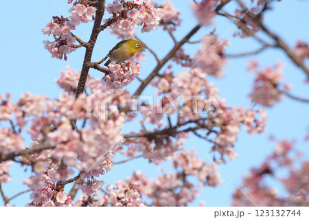 満開の桜の蜜を吸うメジロ 満開の桜の蜜を吸うメジロ 123132744