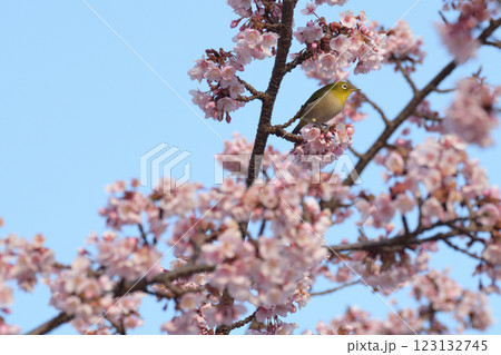 満開の桜の蜜を吸うメジロ 満開の桜の蜜を吸うメジロ 123132745