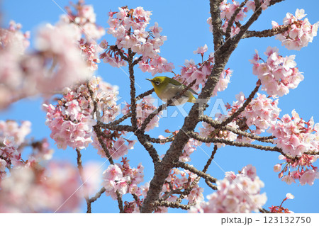 満開の桜の蜜を吸うメジロ 満開の桜の蜜を吸うメジロ 123132750
