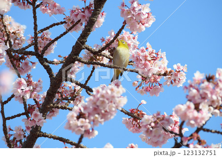 満開の桜の蜜を吸うメジロ 123132751