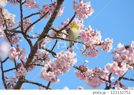 満開の桜の蜜を吸うメジロ 満開の桜の蜜を吸うメジロ 123132752