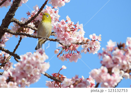 満開の桜の蜜を吸うメジロ 123132753