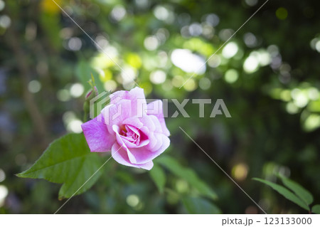 沖縄の庭に咲くピンク色のコウシンバラの花 沖縄の庭に咲くピンク色のコウシンバラの花 123133000