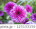 庭に咲く美しいピンク色のダリアの花 庭に咲く美しいピンク色のダリアの花 123133150