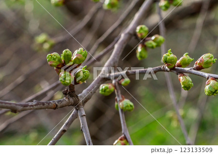 New buds of a cherry tree with green sepals in the spring orchard. 123133509