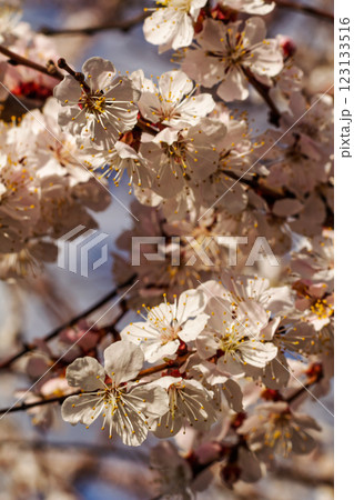Branches of an apricot tree in the period of spring flowering. 123133516
