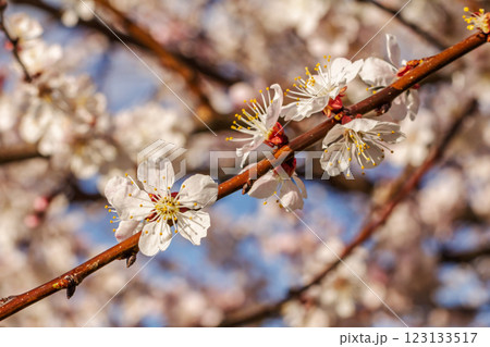 Branches of an apricot tree in the period of spring flowering. 123133517