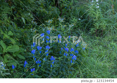 【新潟県_佐渡_エゾリンドウ】大佐渡トレッキングコースに咲くエゾリンドウ 123134454