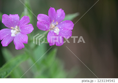 【新潟県_佐渡_オオアカバナ】海岸線に咲く絶滅危惧Ⅱ類 7月 123134541