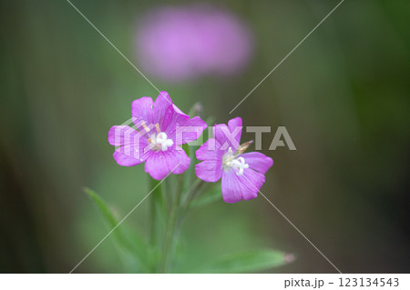 【新潟県_佐渡_オオアカバナ】海岸線に咲く絶滅危惧Ⅱ類 7月 123134543