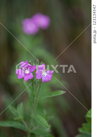 【新潟県_佐渡_オオアカバナ】海岸線に咲く絶滅危惧Ⅱ類 7月 123134547