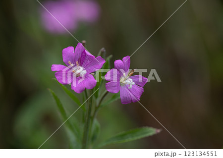 【新潟県_佐渡_オオアカバナ】海岸線に咲く絶滅危惧Ⅱ類 7月 123134551