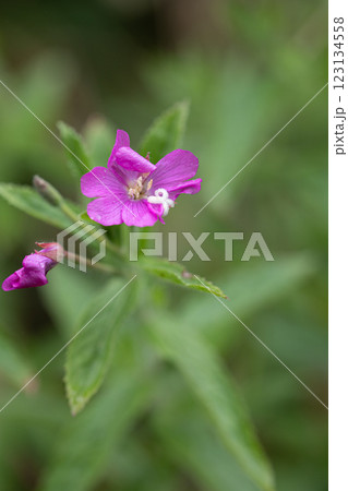 【新潟県_佐渡_オオアカバナ】海岸線に咲く絶滅危惧Ⅱ類 7月 123134558