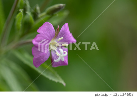【新潟県_佐渡_オオアカバナ】海岸線に咲く絶滅危惧Ⅱ類 7月 【新潟県_佐渡_オオアカバナ】海岸線に咲く絶滅危惧Ⅱ類 7月 123134608