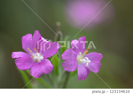 【新潟県_佐渡_オオアカバナ】海岸線に咲く絶滅危惧Ⅱ類 7月 123134610