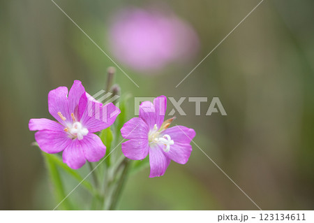 【新潟県_佐渡_オオアカバナ】海岸線に咲く絶滅危惧Ⅱ類 7月 123134611