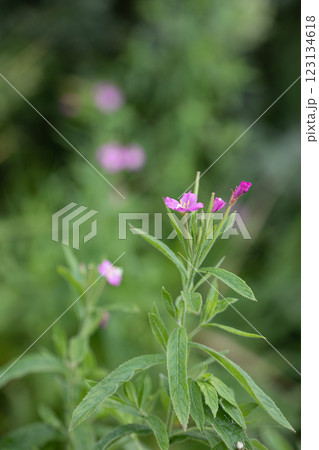 【新潟県_佐渡_オオアカバナ】海岸線に咲く絶滅危惧Ⅱ類 7月 【新潟県_佐渡_オオアカバナ】海岸線に咲く絶滅危惧Ⅱ類 7月 123134618