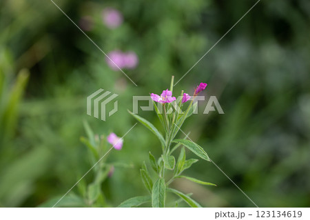 【新潟県_佐渡_オオアカバナ】海岸線に咲く絶滅危惧Ⅱ類 7月 【新潟県_佐渡_オオアカバナ】海岸線に咲く絶滅危惧Ⅱ類 7月 123134619