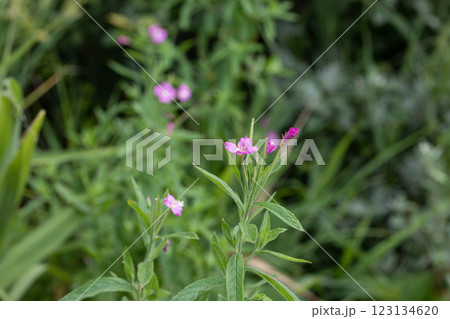 【新潟県_佐渡_オオアカバナ】海岸線に咲く絶滅危惧Ⅱ類 7月 123134620