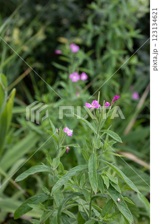 【新潟県_佐渡_オオアカバナ】海岸線に咲く絶滅危惧Ⅱ類 7月 【新潟県_佐渡_オオアカバナ】海岸線に咲く絶滅危惧Ⅱ類 7月 123134621