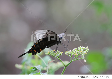 ミヤマカラスアゲハ 123134859