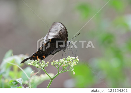 ミヤマカラスアゲハ ミヤマカラスアゲハ 123134861
