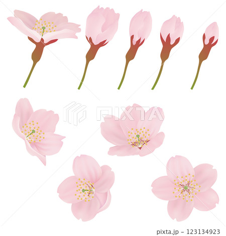 枝に咲く桜の花のイラストセット 枝に咲く桜の花のイラストセット 123134923