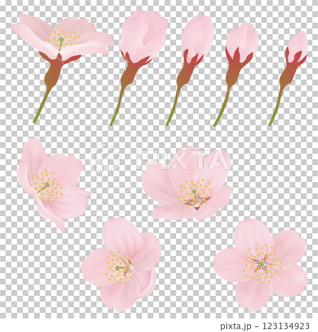 枝に咲く桜の花のイラストセット 枝に咲く桜の花のイラストセット 123134923
