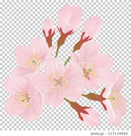 Illustration material of beautiful cherry blossoms blooming on the branches Illustration material of beautiful cherry blossoms blooming on the branches 123134930