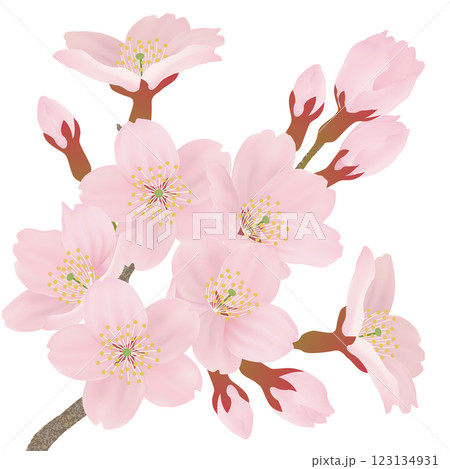 枝に咲く桜の花のイラストセットのイラスト素材 [123134931] - PIXTA