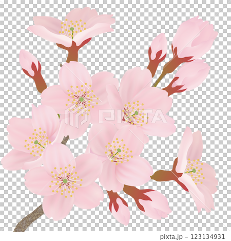 樹枝上盛開的櫻花插圖集 123134931