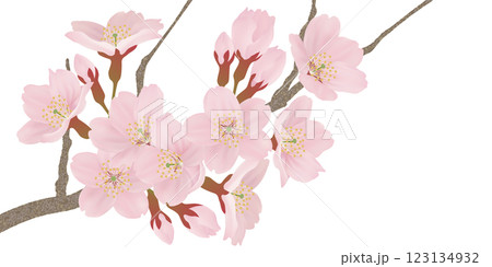 枝に咲く桜の花のイラストセット 123134932