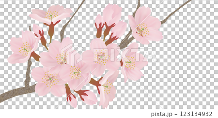 Illustration set of cherry blossoms blooming on a branch Illustration set of cherry blossoms blooming on a branch 123134932