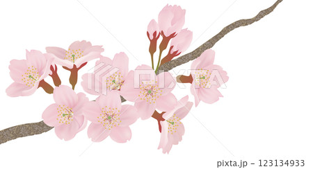 枝に咲く桜の花のイラストセット 123134933