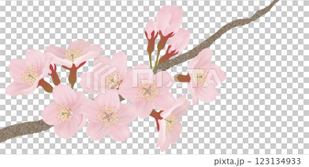 Illustration set of cherry blossoms blooming on a branch Illustration set of cherry blossoms blooming on a branch 123134933